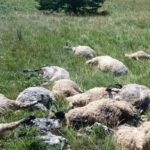 Potresne scene nakon oluje u BiH: Grom usmrtio cijelo stado ovaca (FOTO)