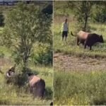 Drama na koridi na Igmanu: Bik krenuo prema publici, posjetioci panično bježali