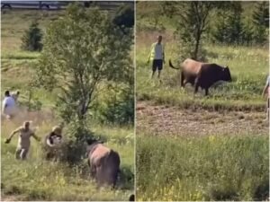 Drama na koridi na Igmanu: Bik krenuo prema publici, posjetioci panično bježali
