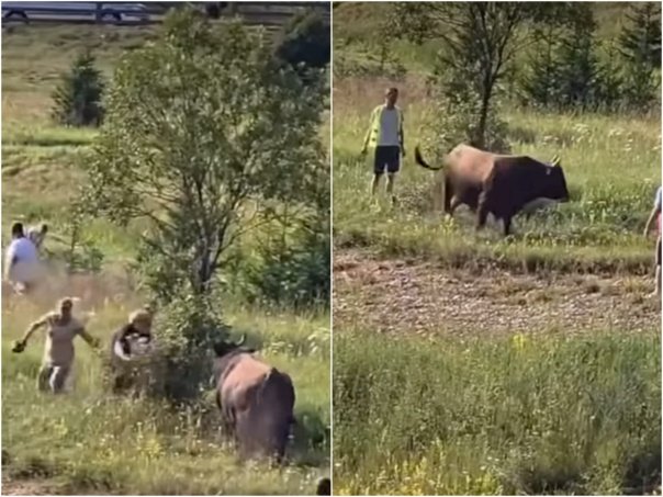 Drama na koridi na Igmanu: Bik krenuo prema publici, posjetioci panično bježali