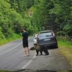 SNIMAK SVE ZAPANJIO: Medvjed prišao turisti s leđa, a onda je nastao HAOS (VIDEO)
