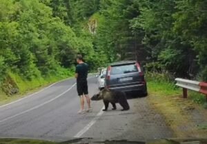 SNIMAK SVE ZAPANJIO: Medvjed prišao turisti s leđa, a onda je nastao HAOS (VIDEO)