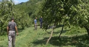 Za branje šljiva nude nikad veće dnevnice, prevoz i dva obroka