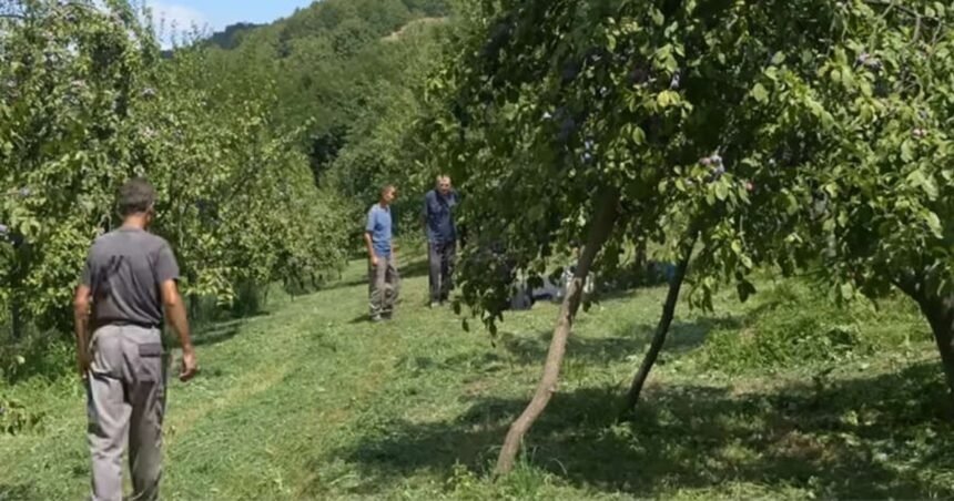 Za branje šljiva nude nikad veće dnevnice, prevoz i dva obroka